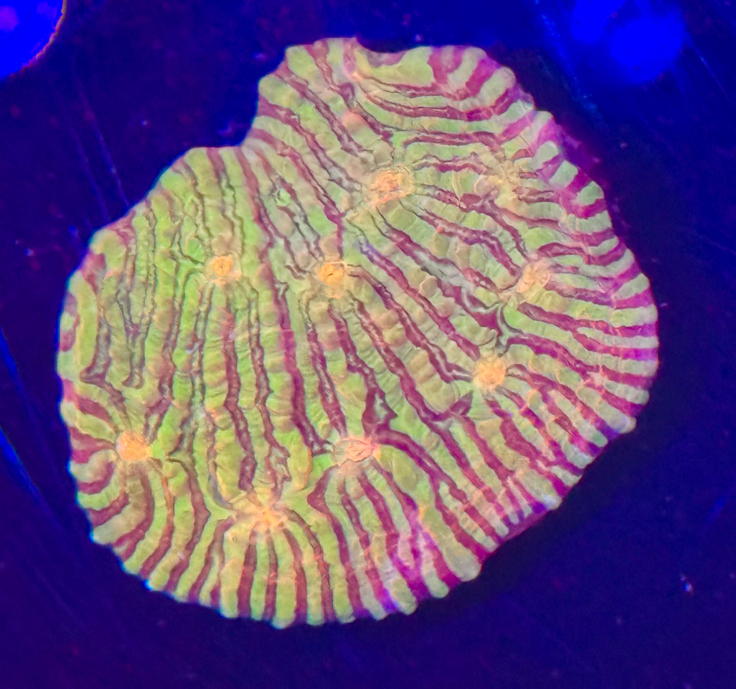 Ultra Rainbow chalice