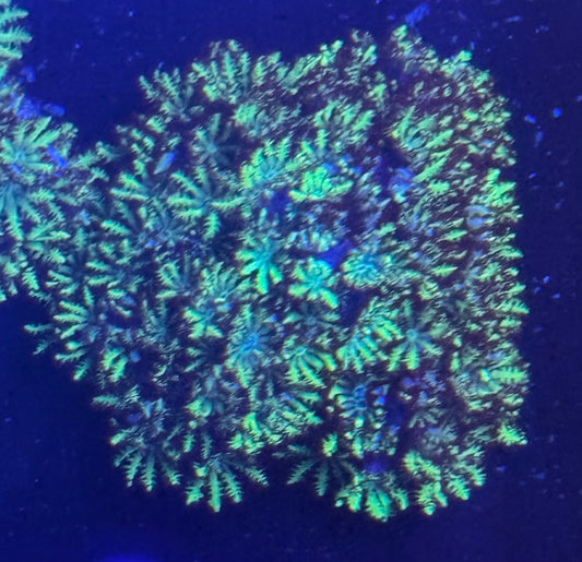 Blue sympodium Frag