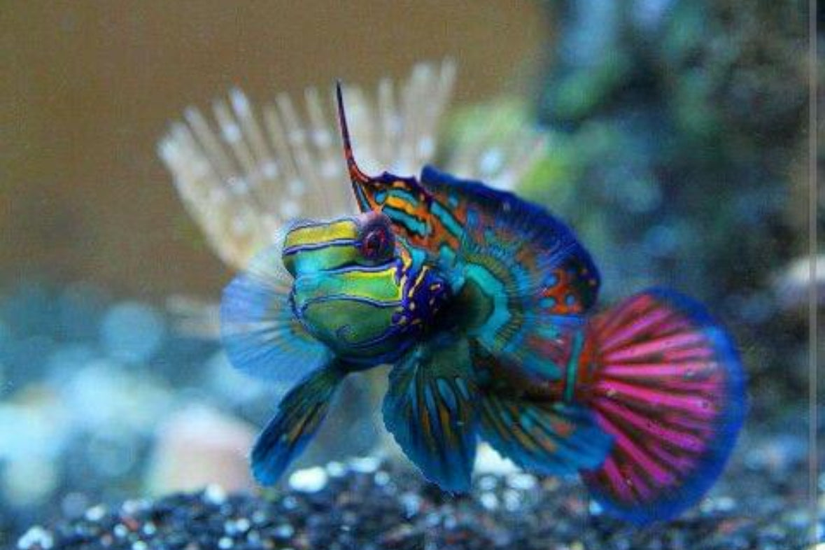 Green mandarine Goby