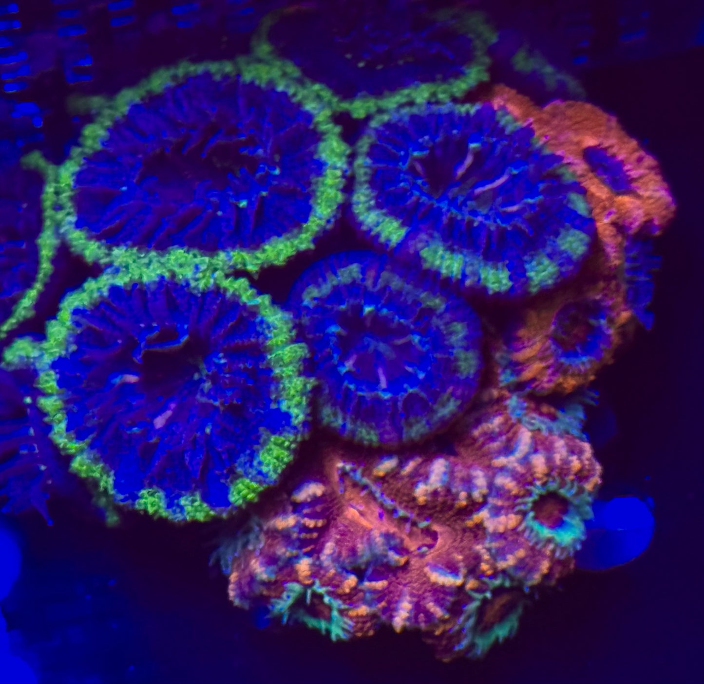 Acan combo ultra