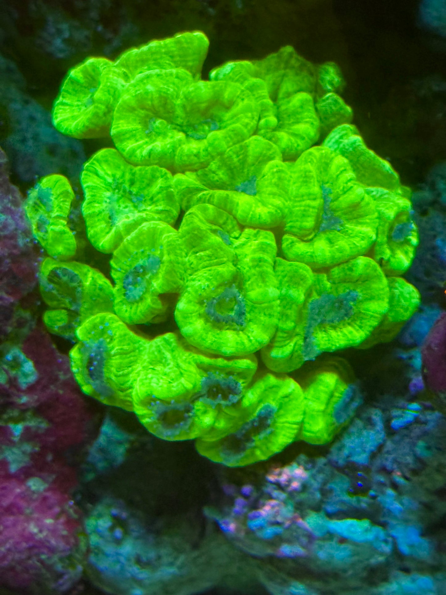 Metallic green candycane coral
