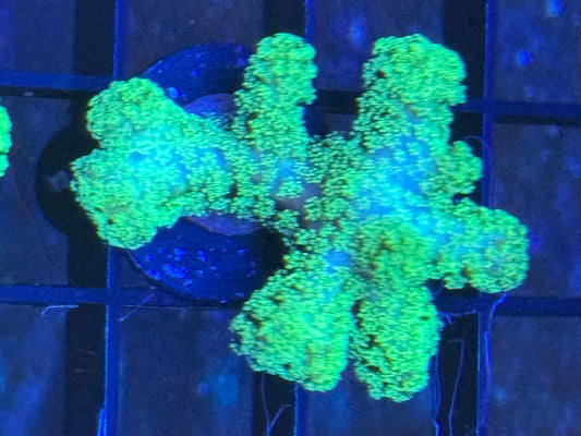 Stylophora coral Frag