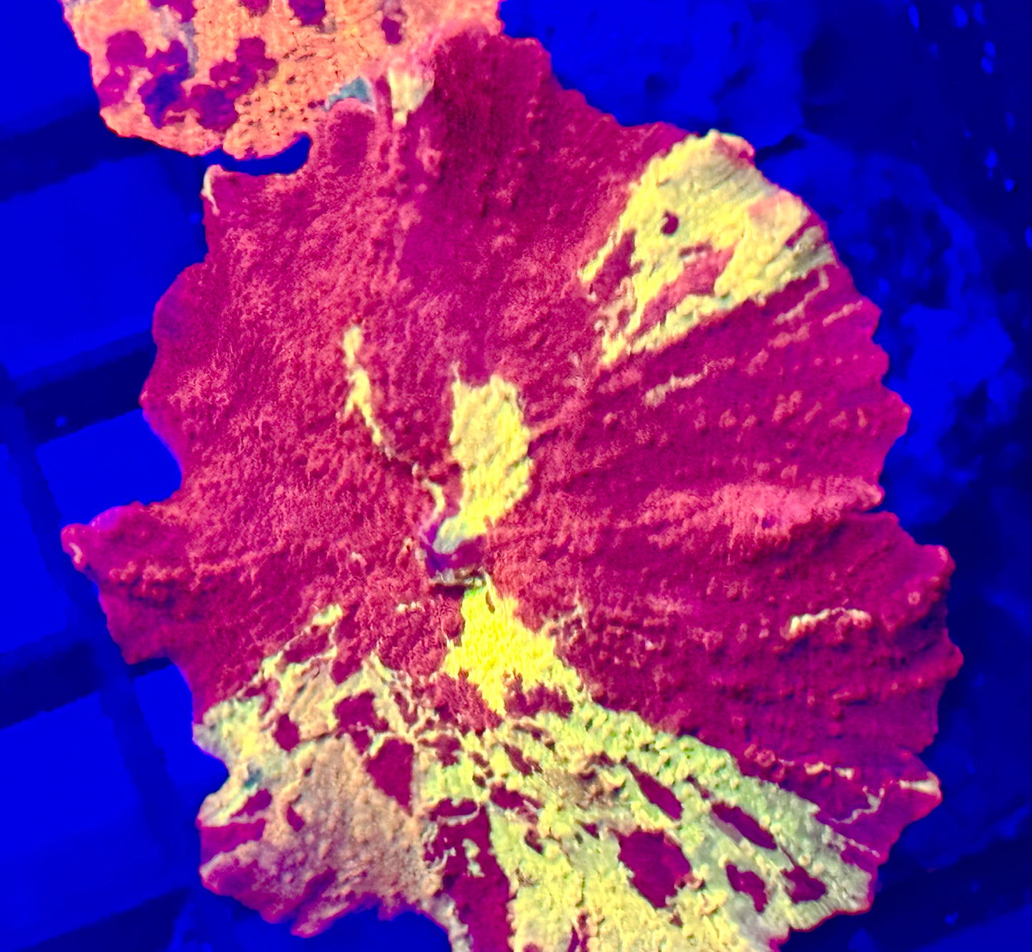 Ultra Jawbreaker Mushroom Coral