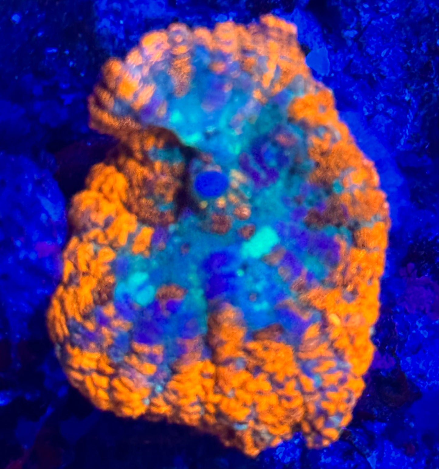Rainbow Rhodactic