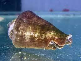 Tiger Sand Conch (Strombus Conch