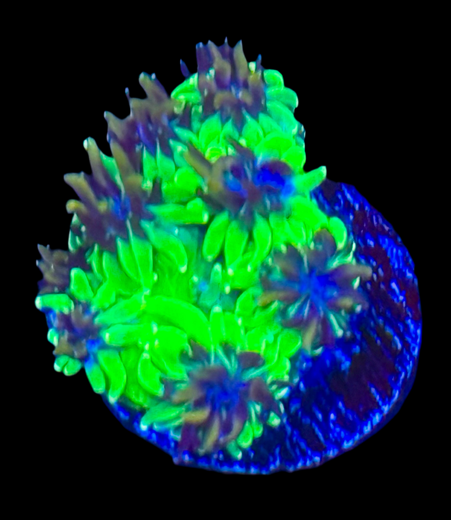 Mardi Gras Galaxea Frag