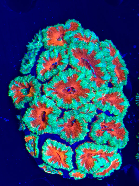 Acan colony ultra