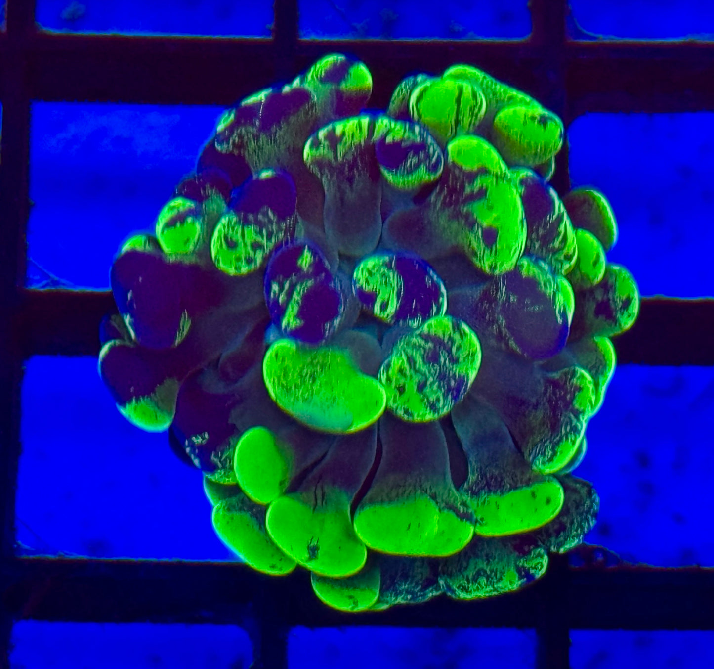 Splatter Branching Hammer Frag