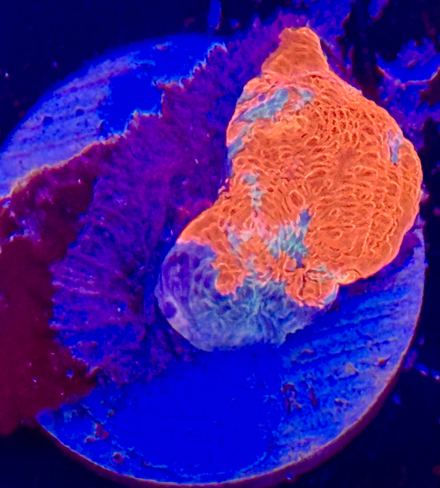 Rainbow chalice Frag