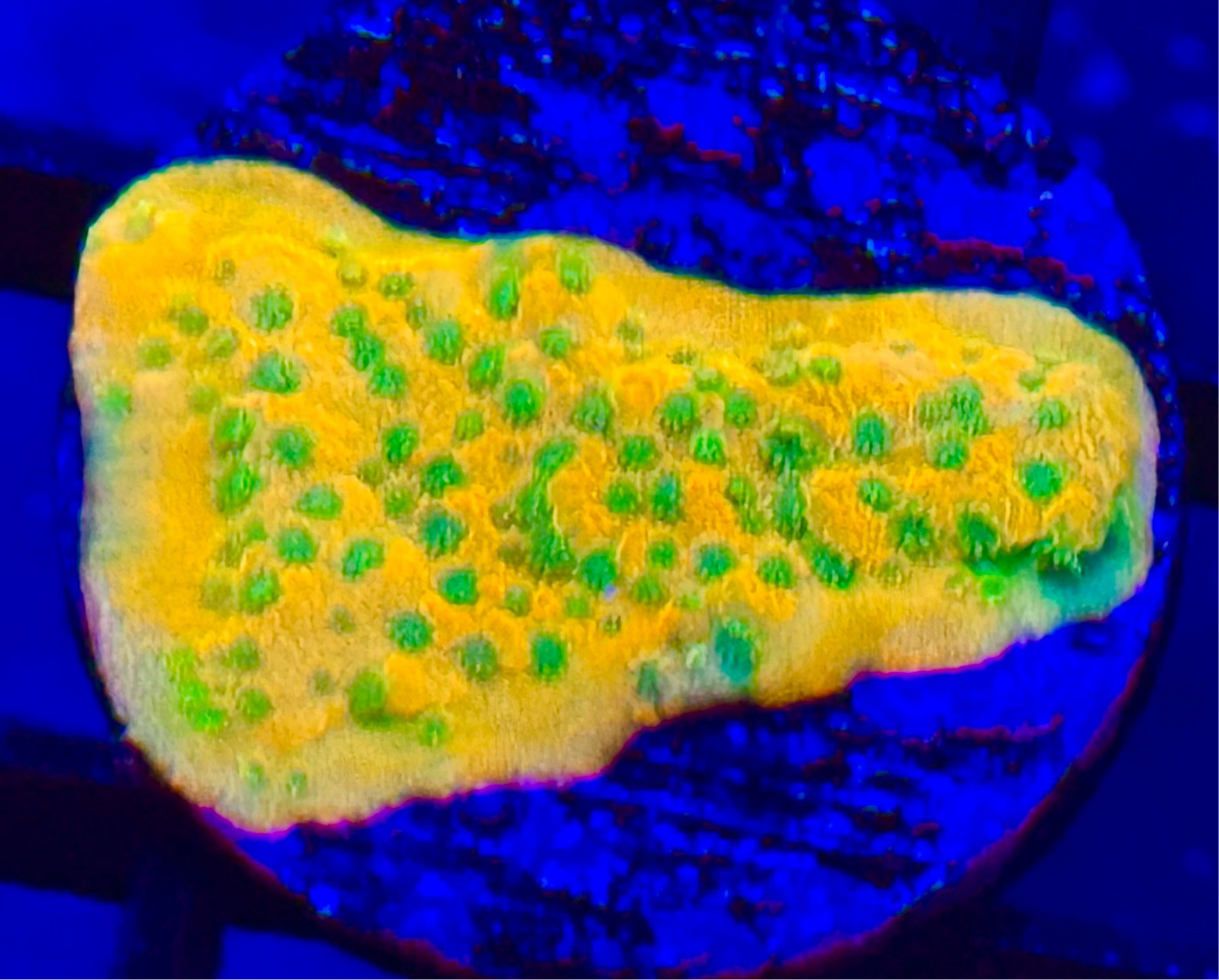 JF Sweet Tooth Montipora Frag