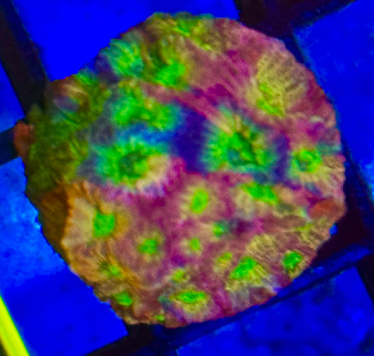 JF Fairy Ring Favia Frag