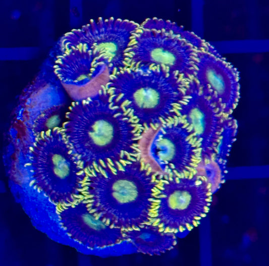 Yellow eye zoas Frag