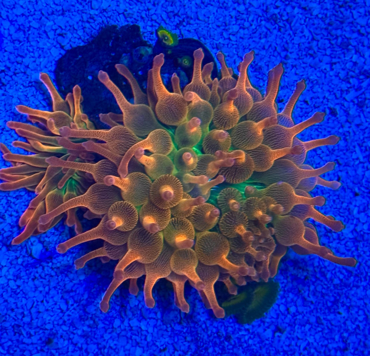 Rainbow anémona