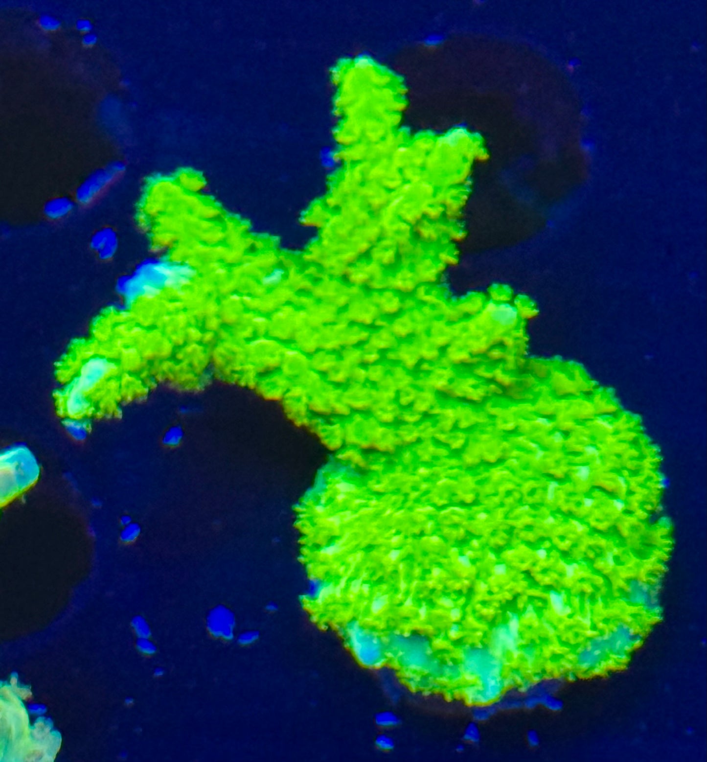 Bali Green Slimer Acro Frag