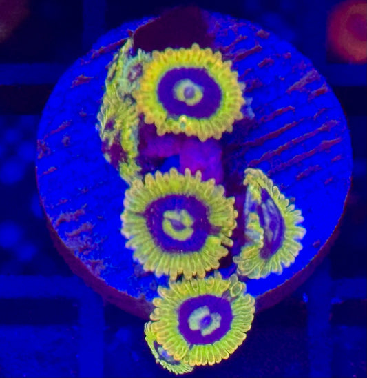 Yoda zoas Frag