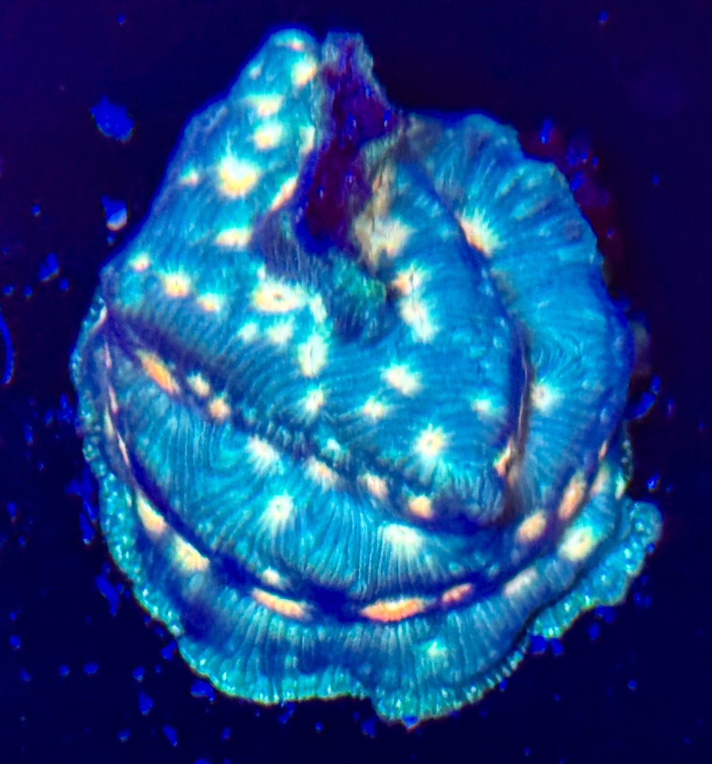 Treasure Island Lepto Frag