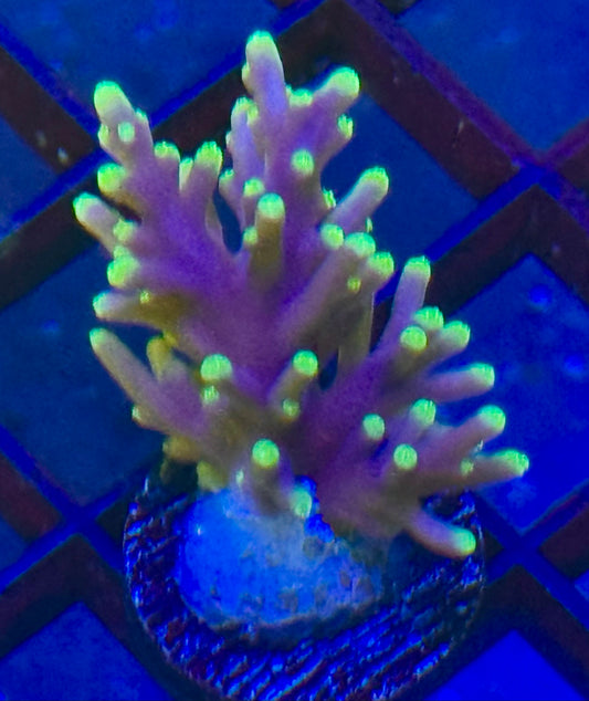 Ms. Pacman Dragon Acropora Frag
