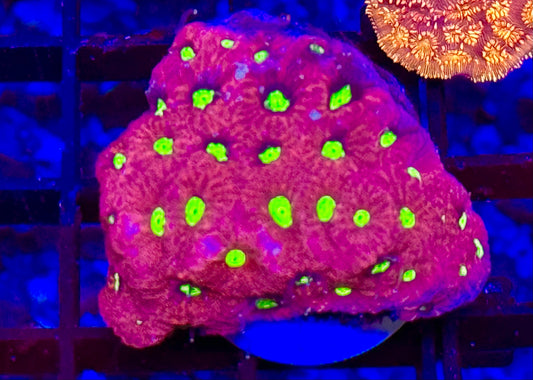 Yellow eye War favite