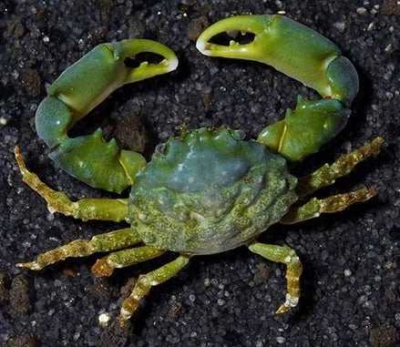 Emerald Crab