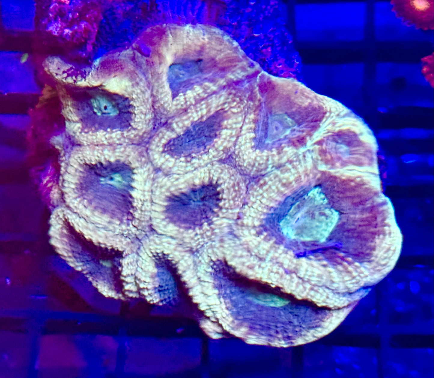 Green /yellow pentagona favia