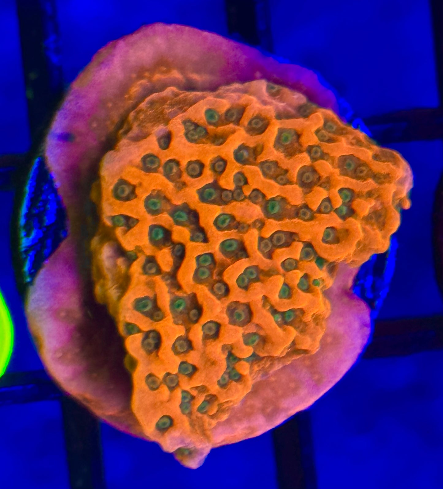 WWC Cherry Tree Montipora Frag