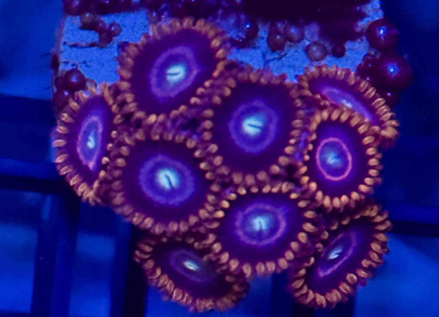 Red hornet zoa Frag