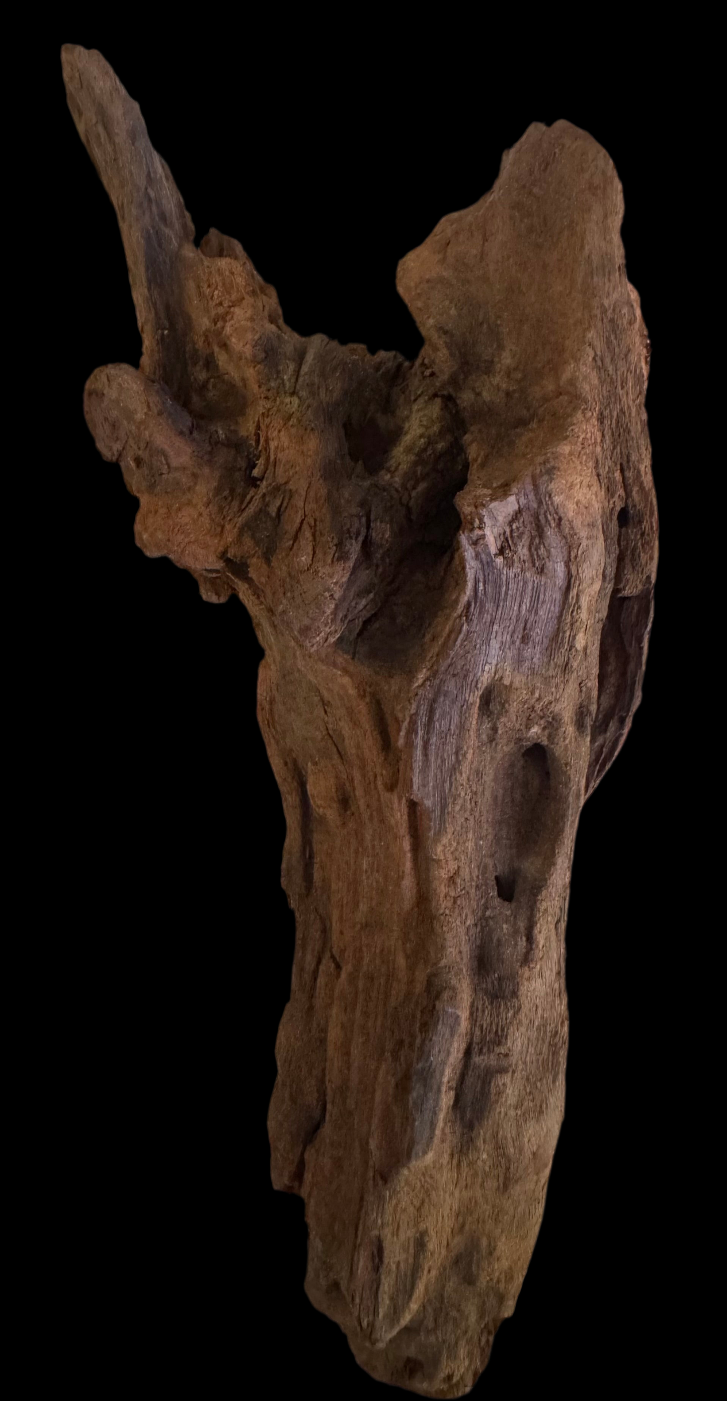 Malaysian Driftwood 6”-9”