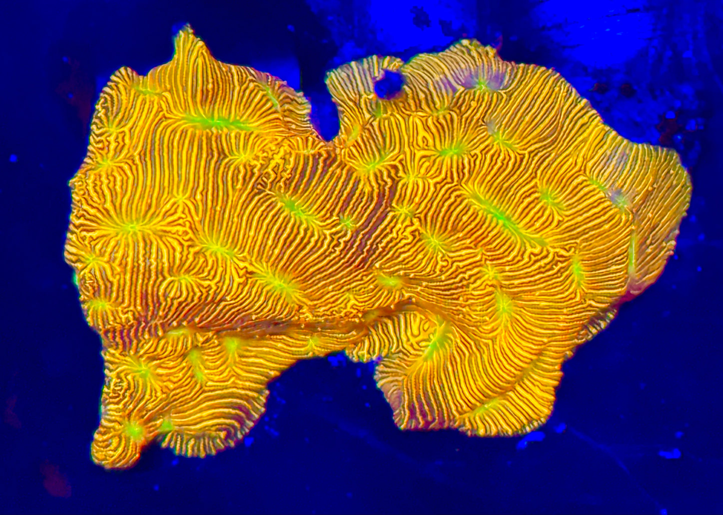 JF Jack-o-Lantern Leptoseris Frag