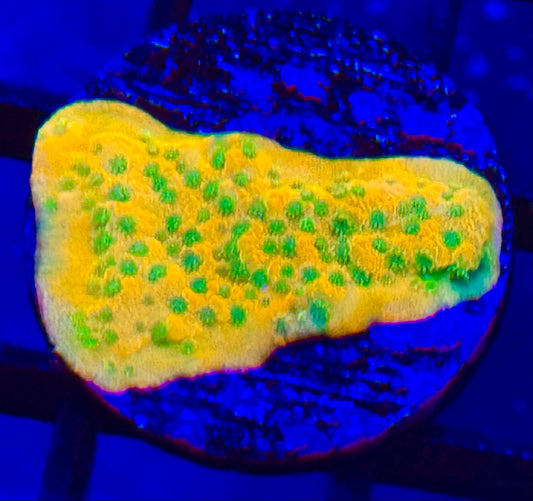 JF Sweet Tooth Montipora Frag