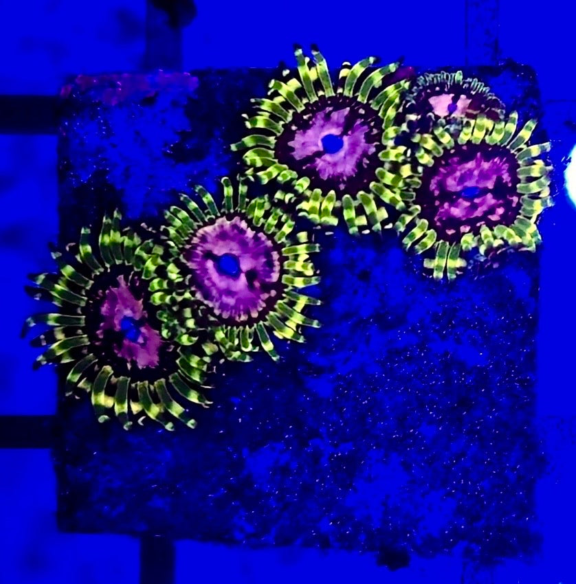 Zoanthus Purple Monster Frag
