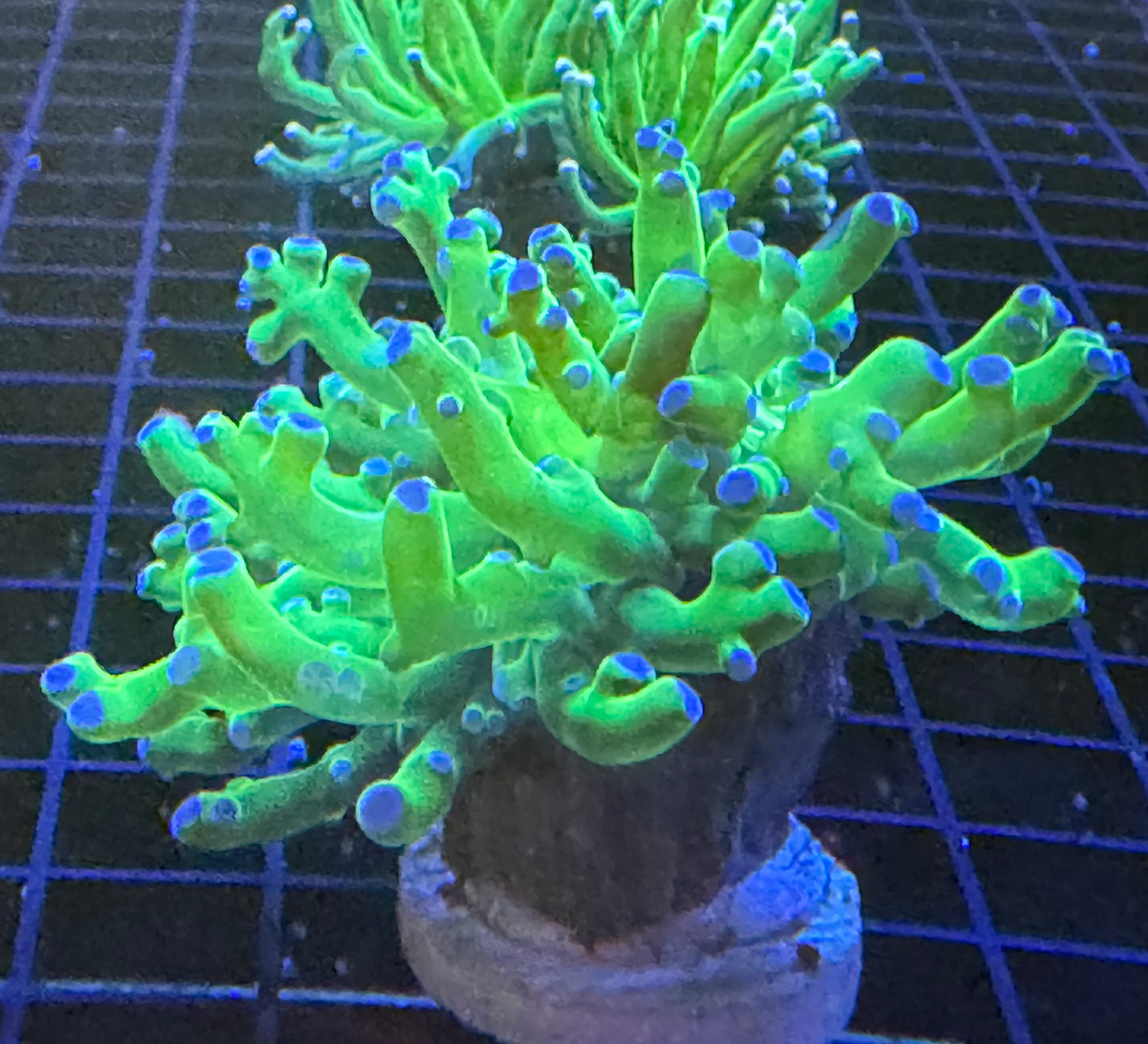 Green Blue tip frogspawn Frag