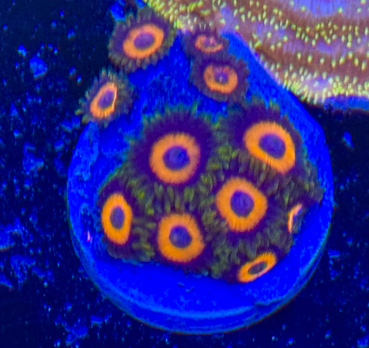 JF jungla juice Frag