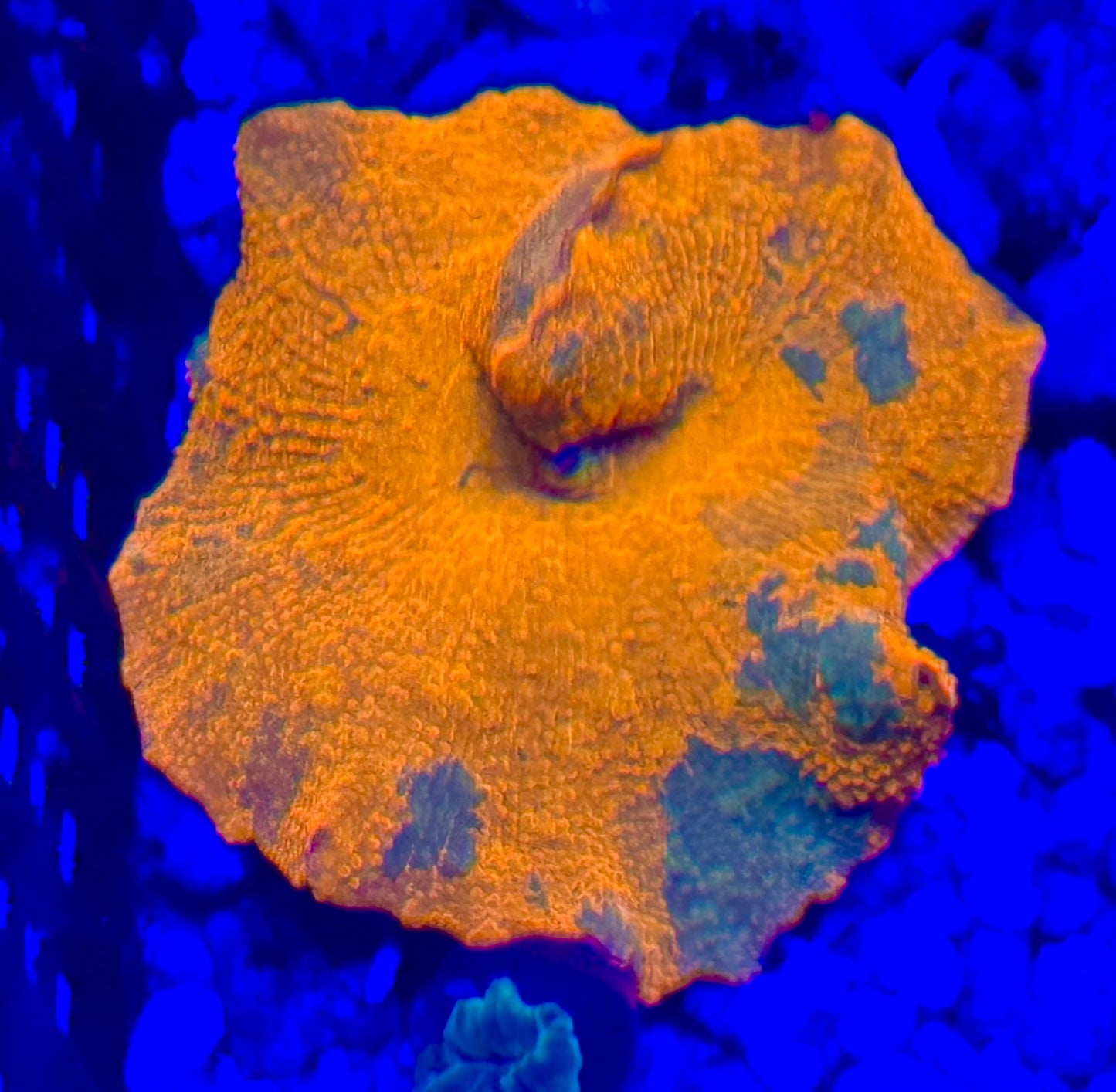 Ultra color Candy Crush Jawbreaker