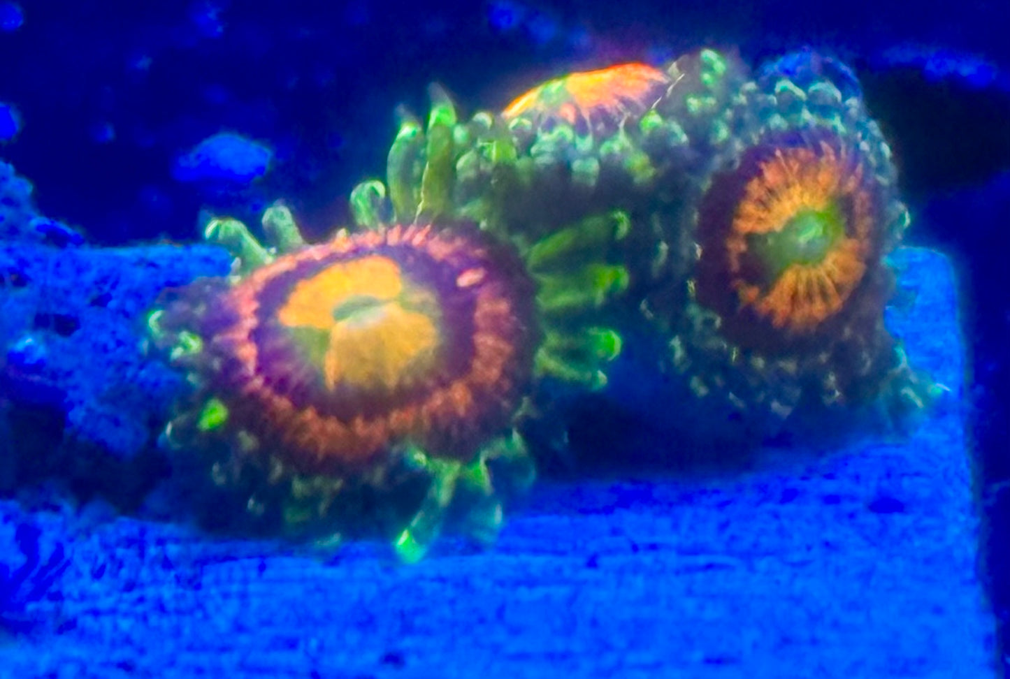 Rainbow Incinerator Zoanthids Frag