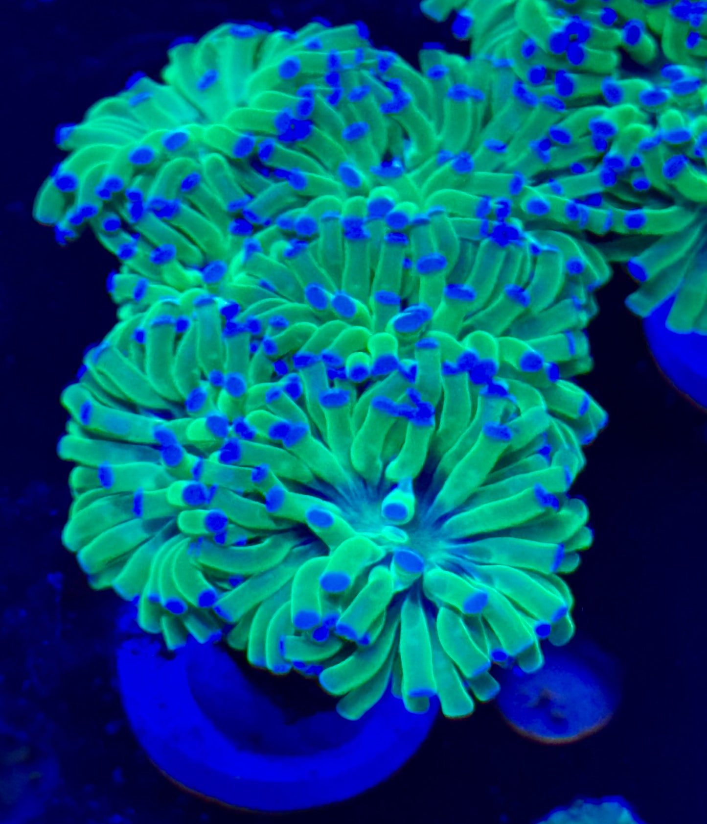 Blue tip Euphyllia cristata