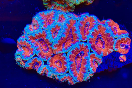 Acan colony ultra