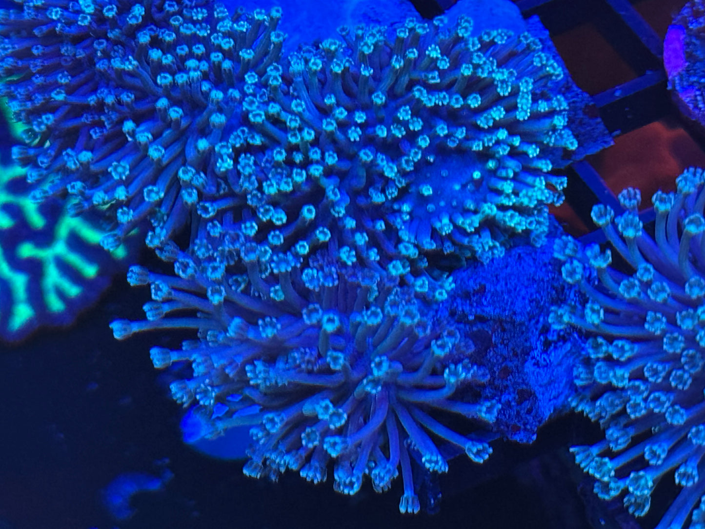 Long polip toadtool Frag