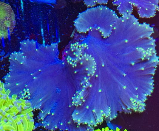 Metalic polip cabbage leather