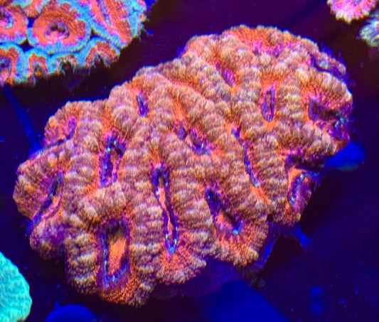 Acan colony ultra