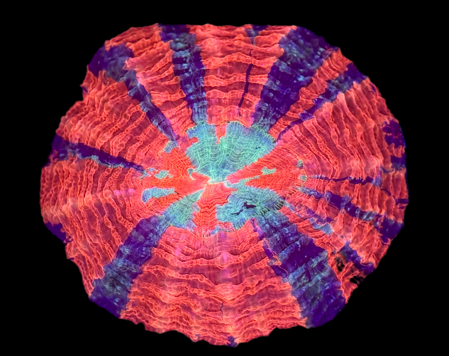 Acanthophyllia Ultra