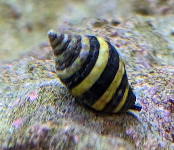 Bumbble bee snail