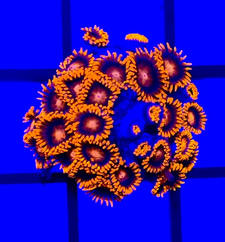 Zoanthus Bam Bam
