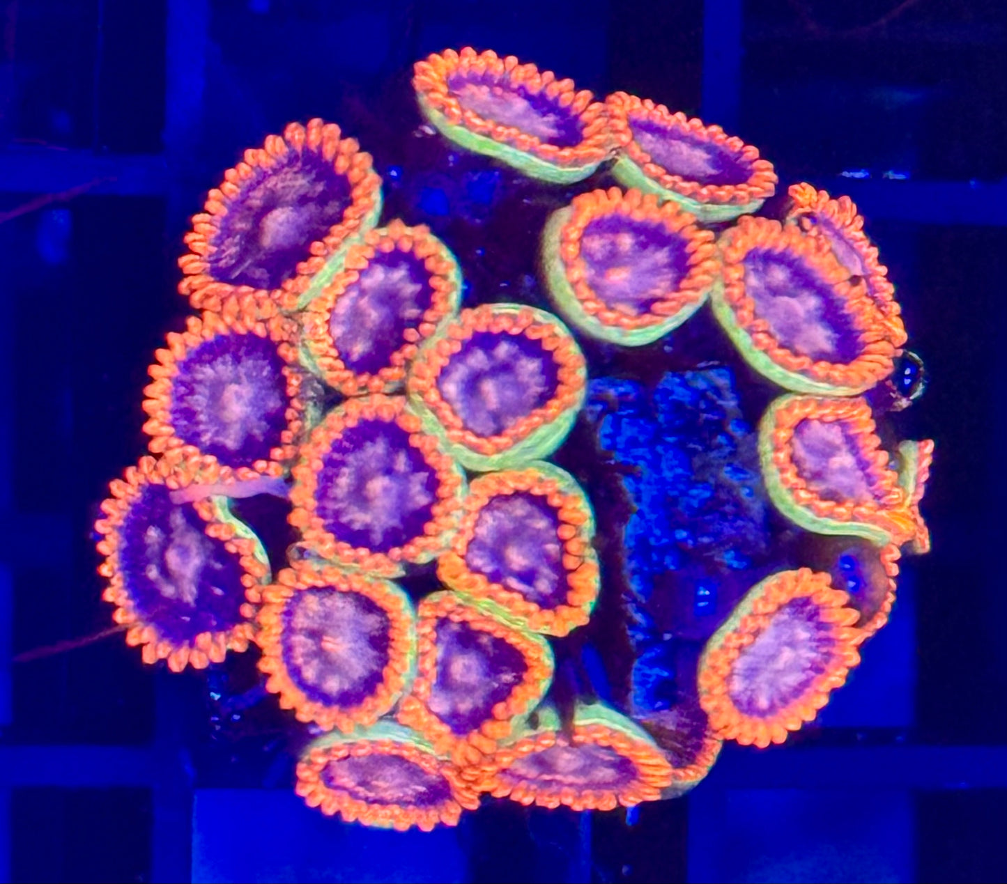Ultra zoas Frag