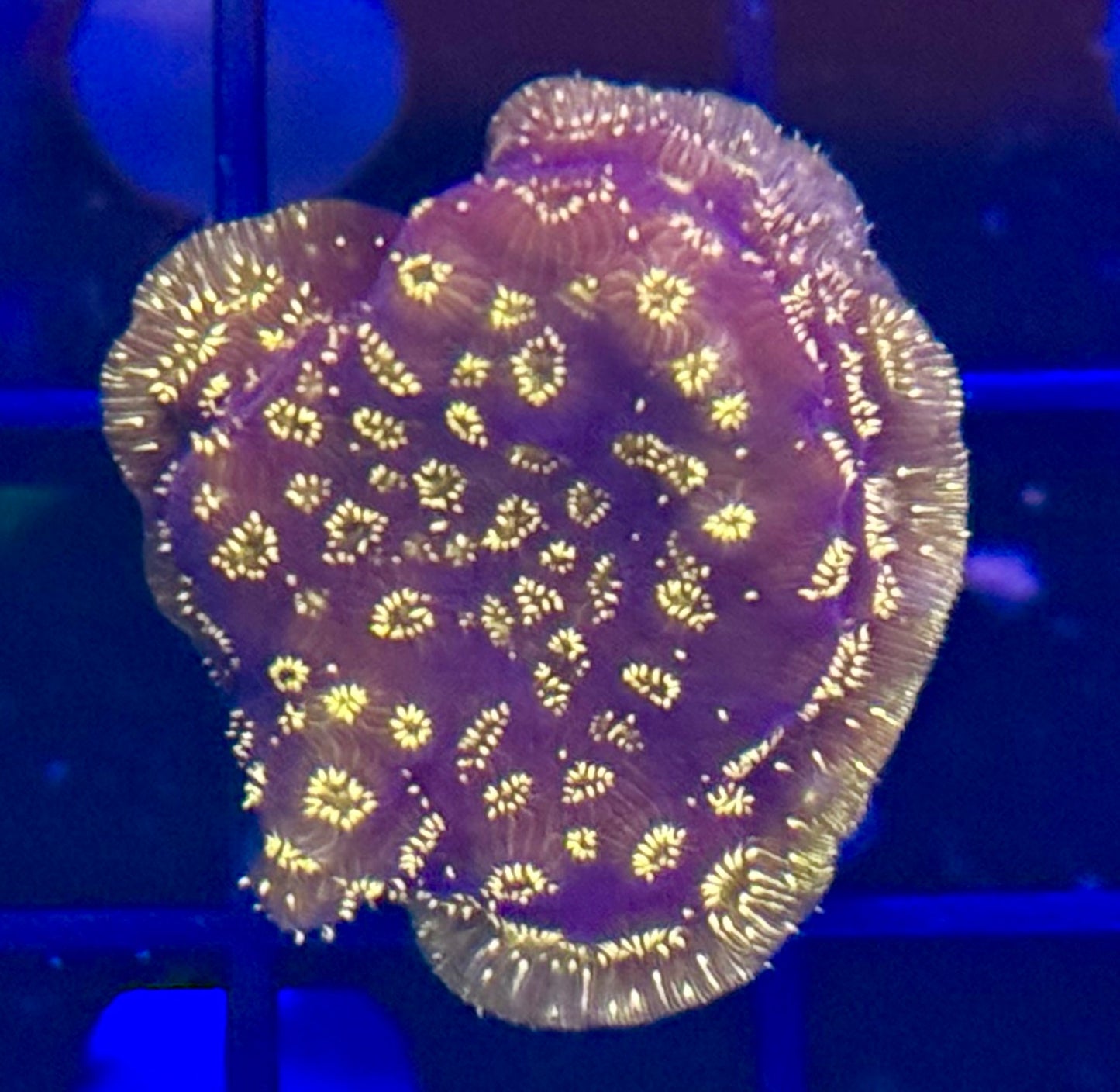 Orange Maldivensis Pavona Frag
