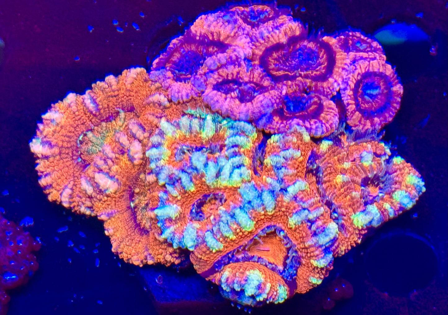Acan combo ultra