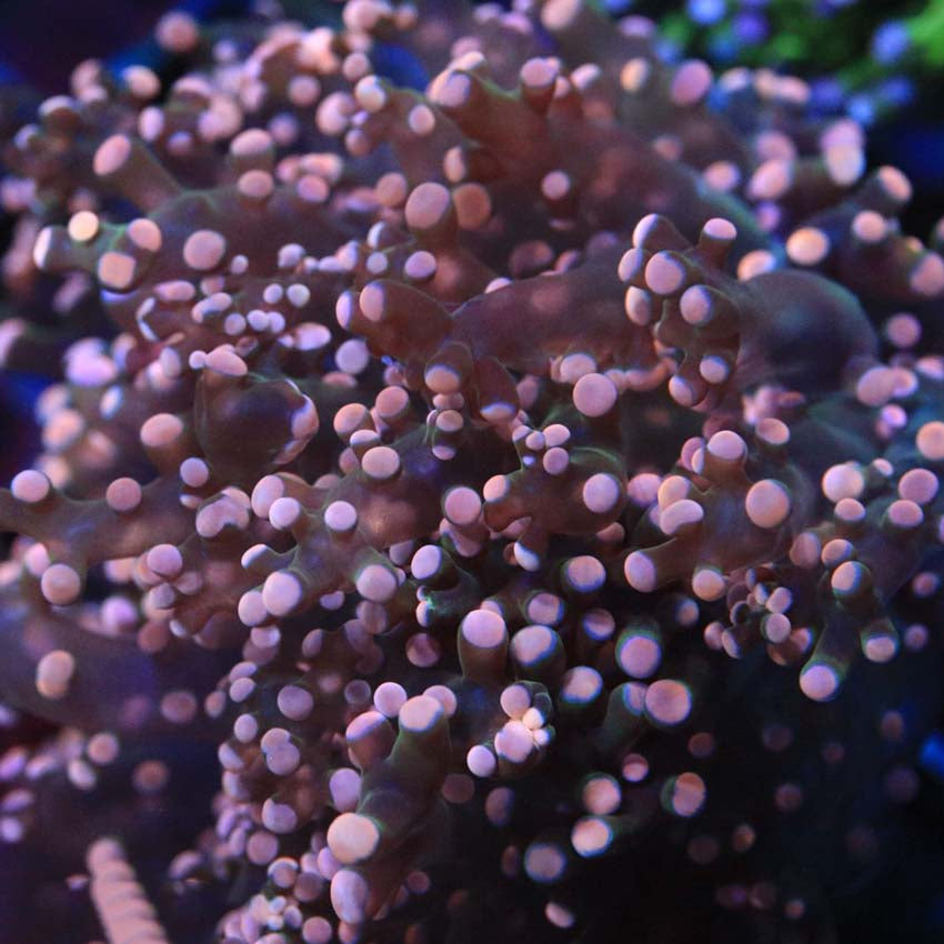 Orange frogspawn frag