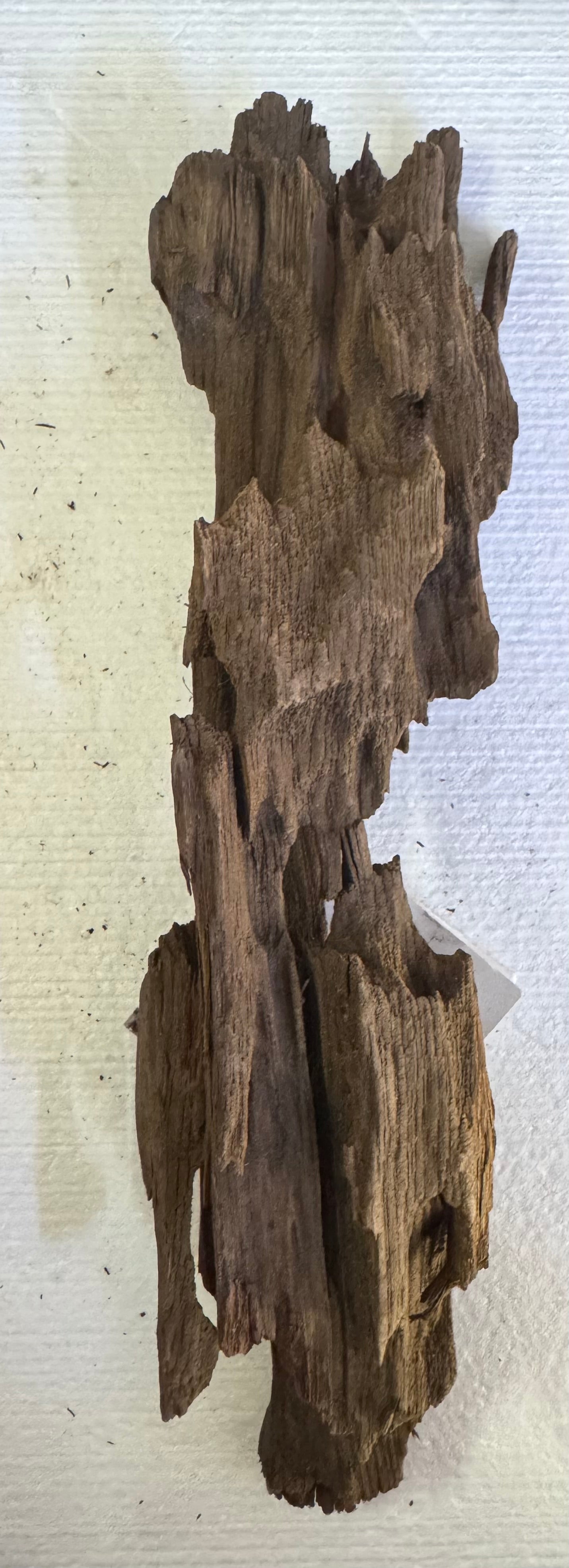 Dragón wood 6”-9”