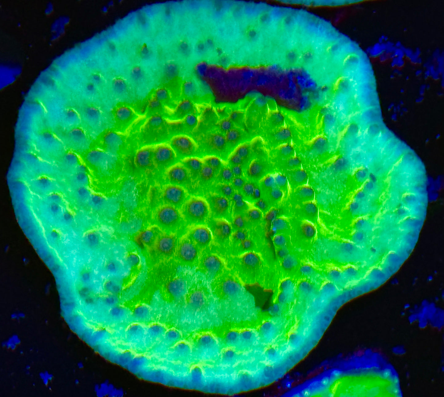 Green cup turbinaria Frag