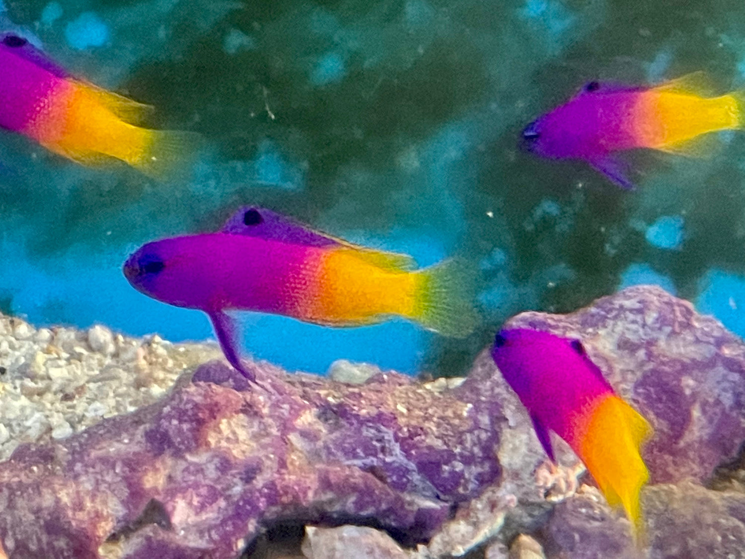 Peces agua salada