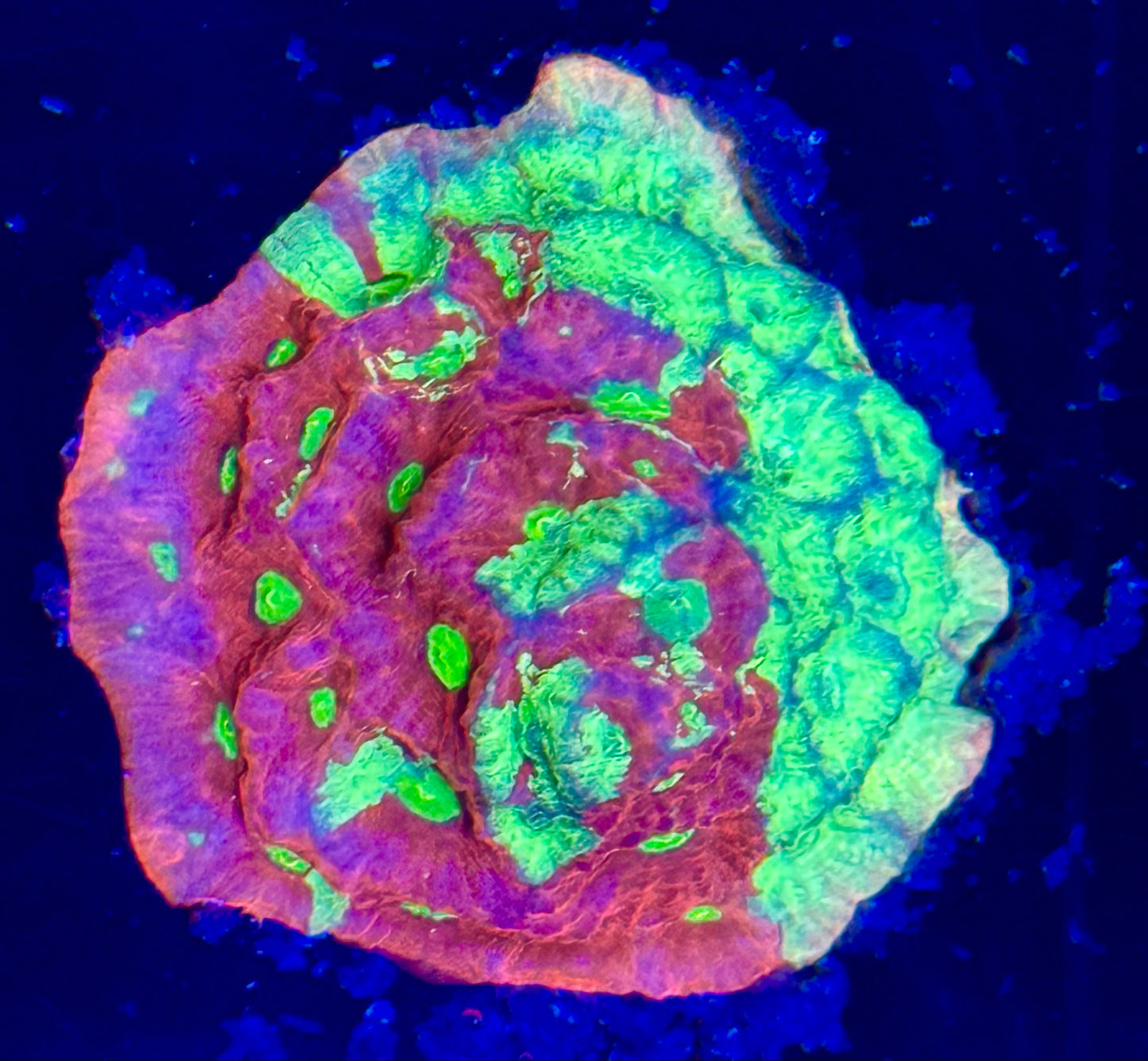 Multi color War favite Frag